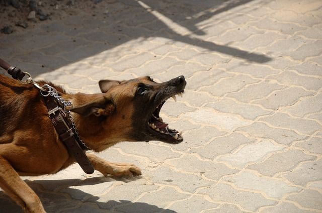Vicious dog on a leash