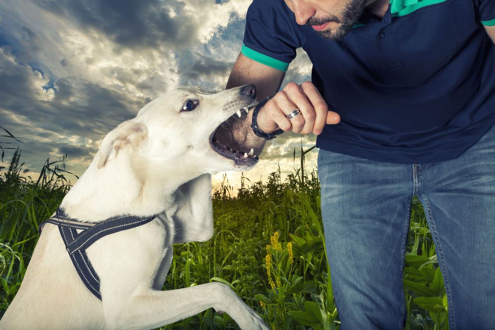 dallas dog bite injury lawyer
