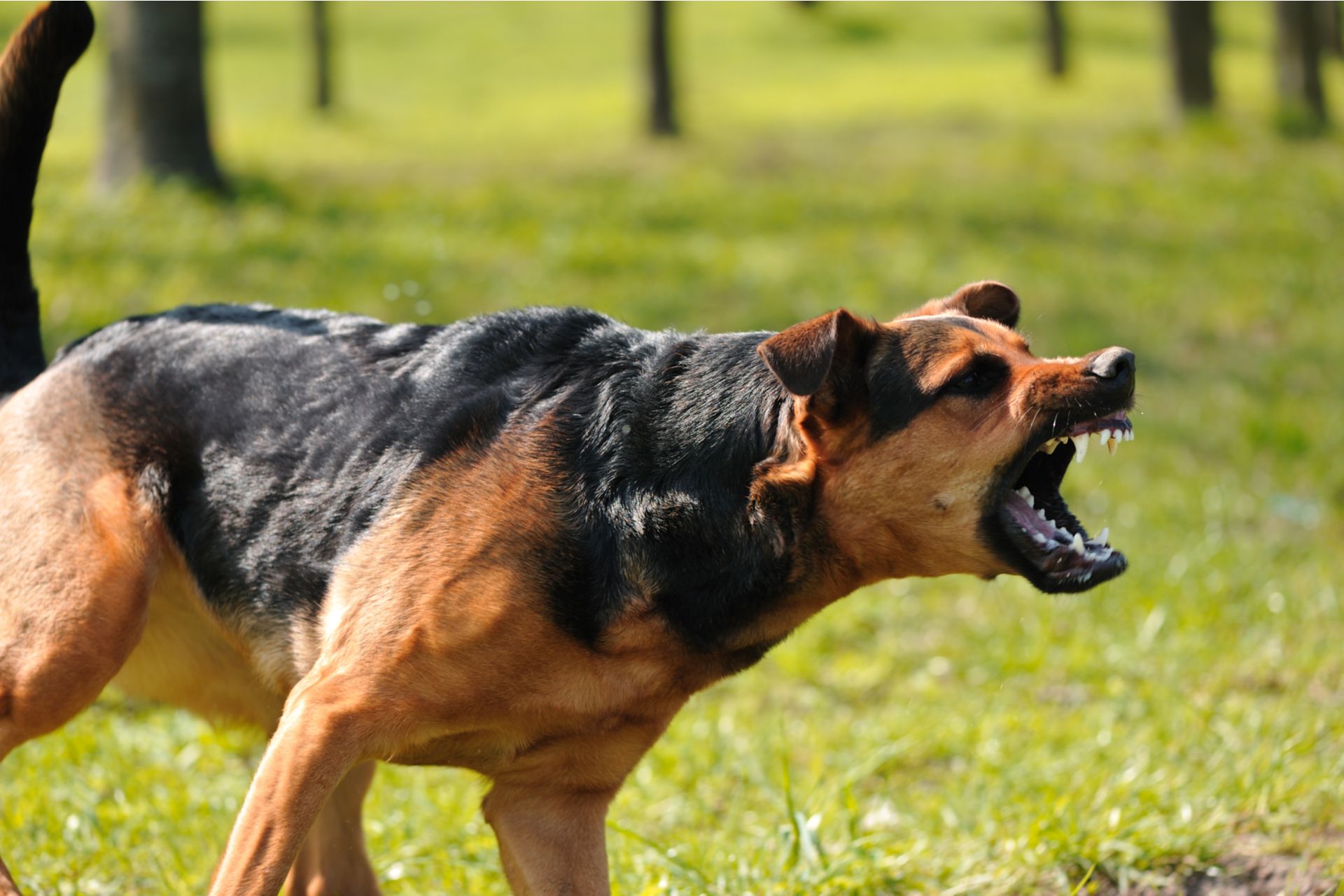 Real Results from Dallas Dog Bite Accident Lawyers