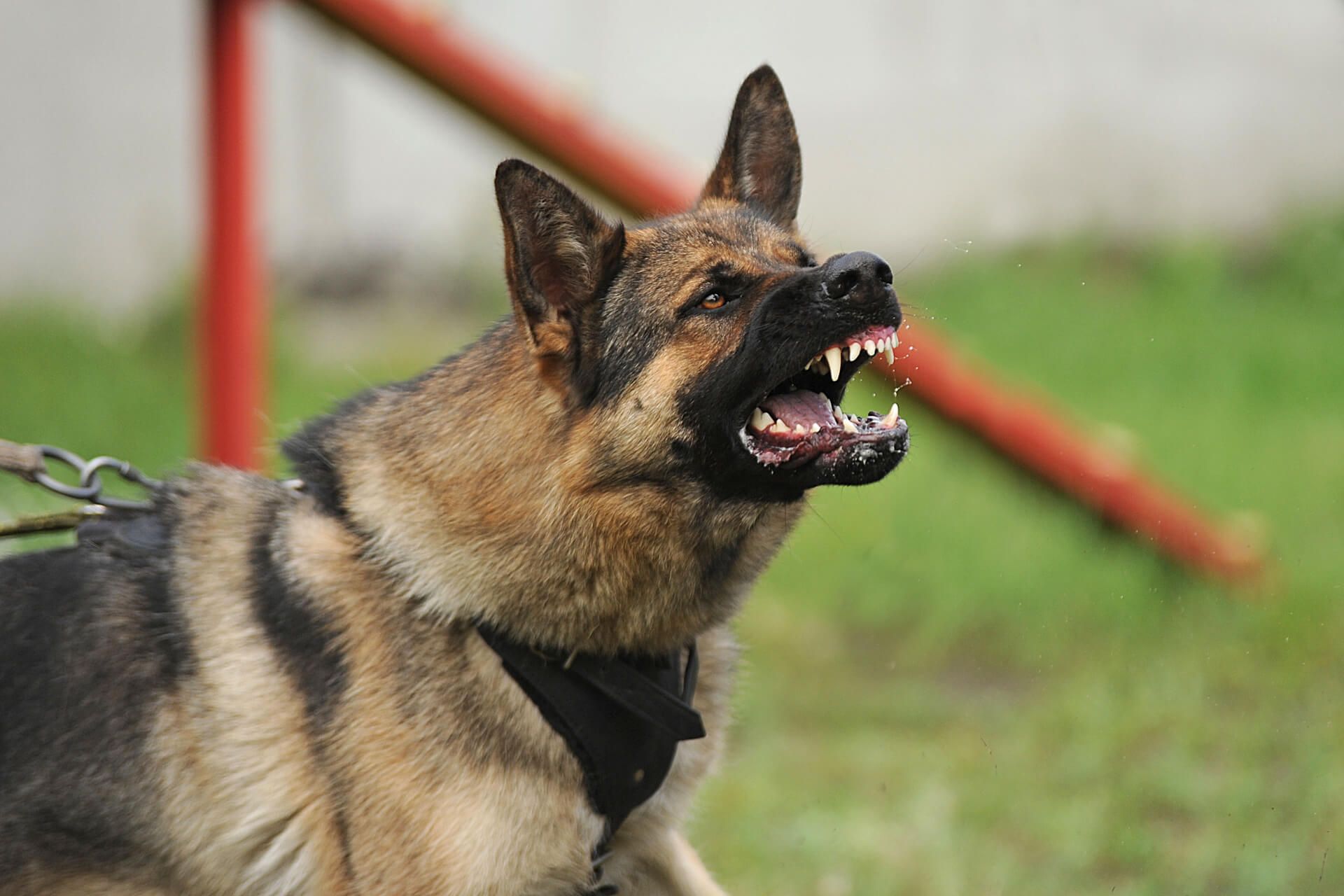 Dog Bite Lawyers in Dallas Texas