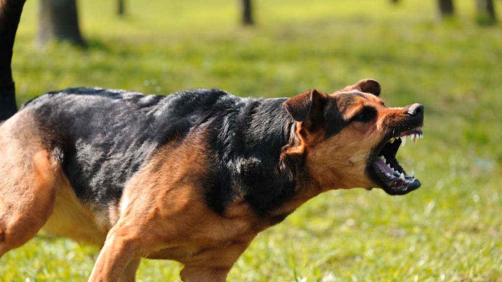 dog bites boy on trampoline