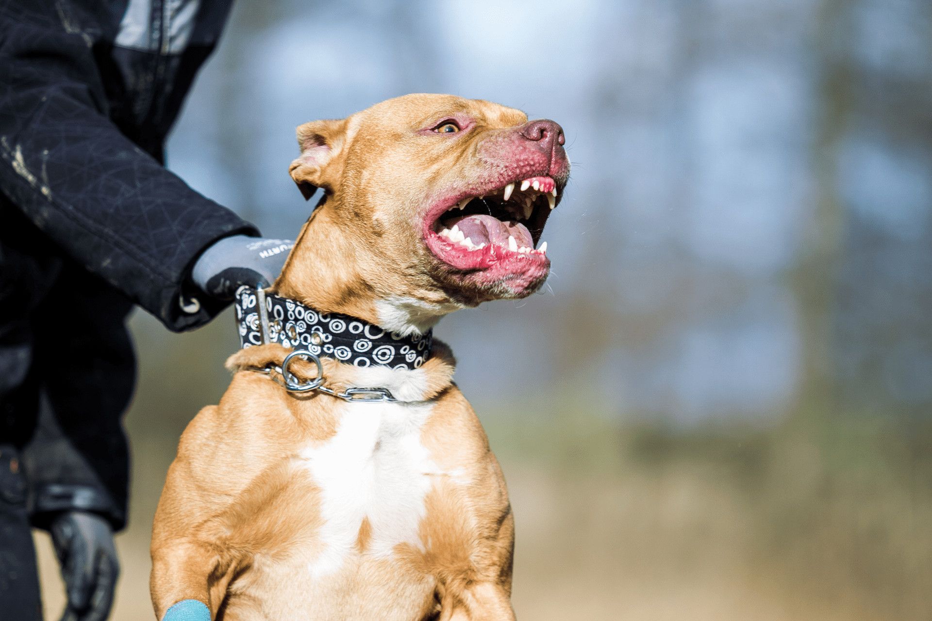 Pit Bull Attacks El Paso TX Man