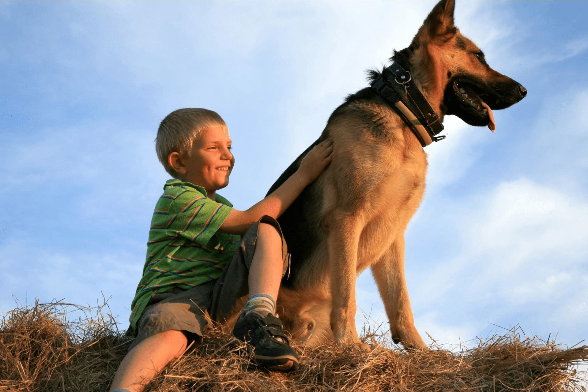 7 Year Old Recovering from Dog Attack in Fort Worth, TX