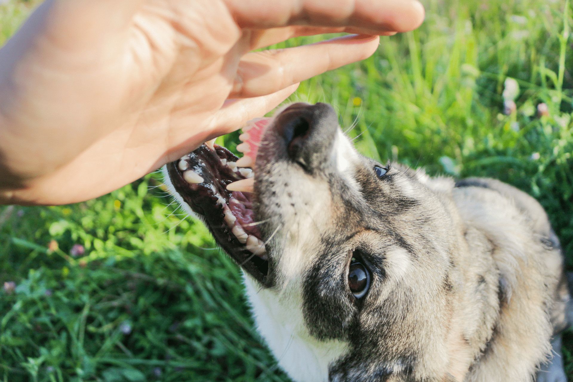 What to Do After Dog Bite in Dallas