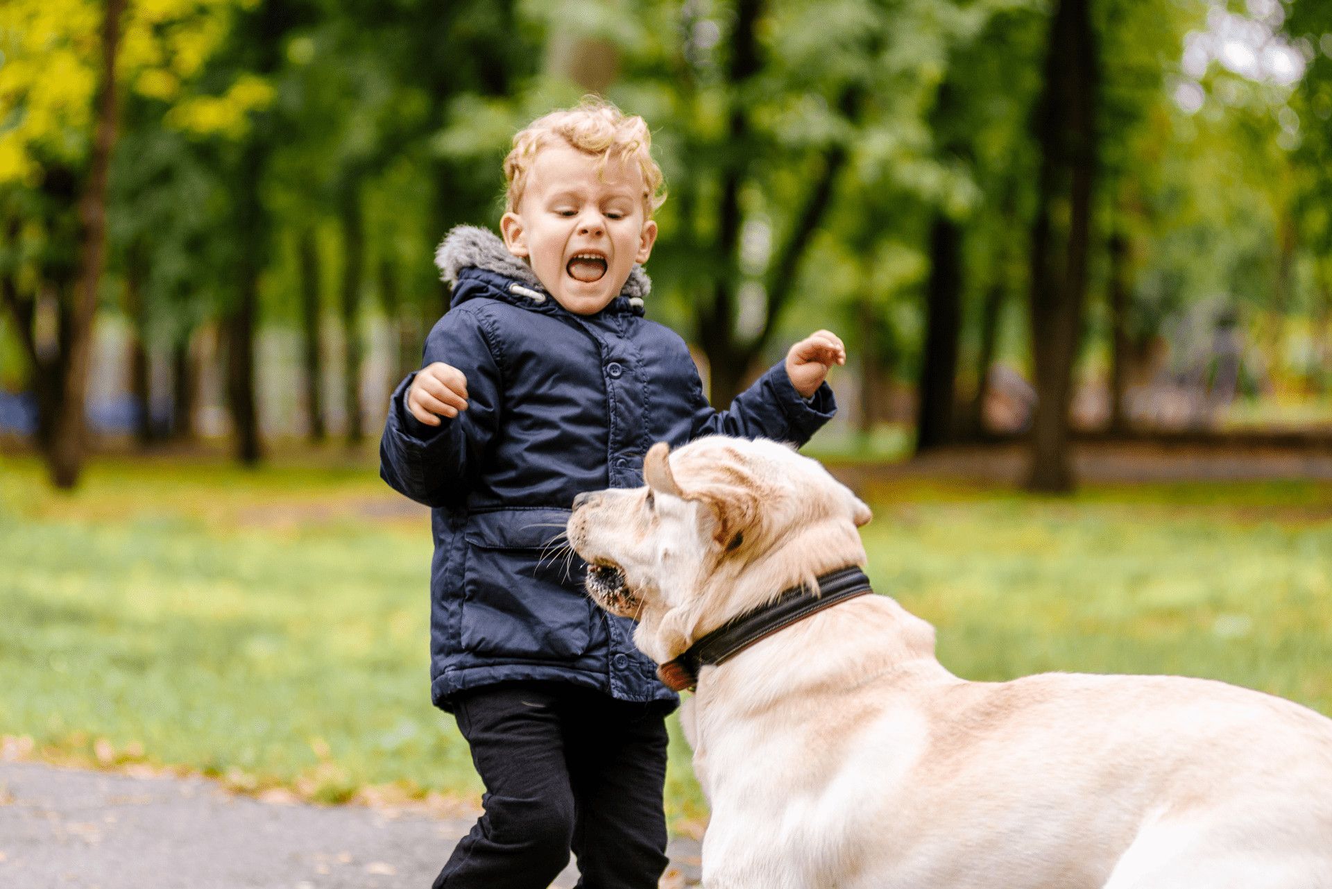 Dog Attack Lawyer in Dallas-Fort Worth