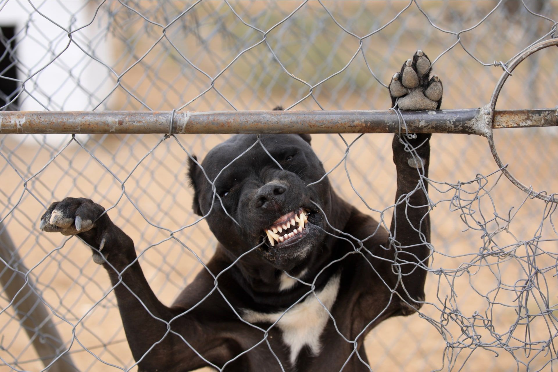 Why You Should Hire a Personal Injury Lawyer After a Dog Bite