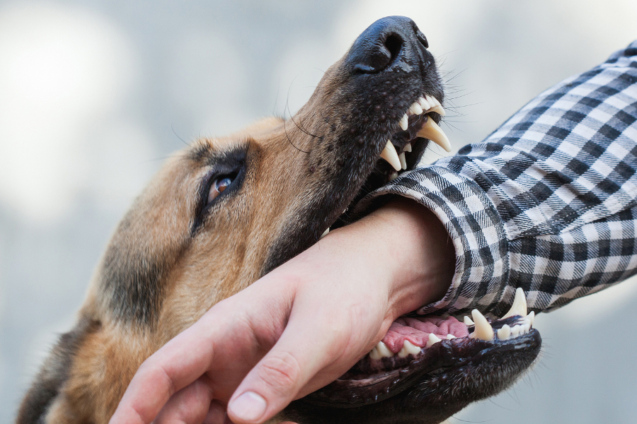 dog-bite-lawyer-dallas
